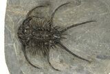 Spiny Ceratarges Trilobite - Zireg, Morocco #310134-2